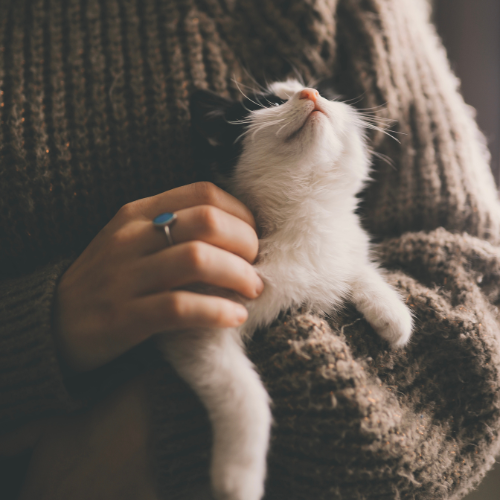 Fur and Pets